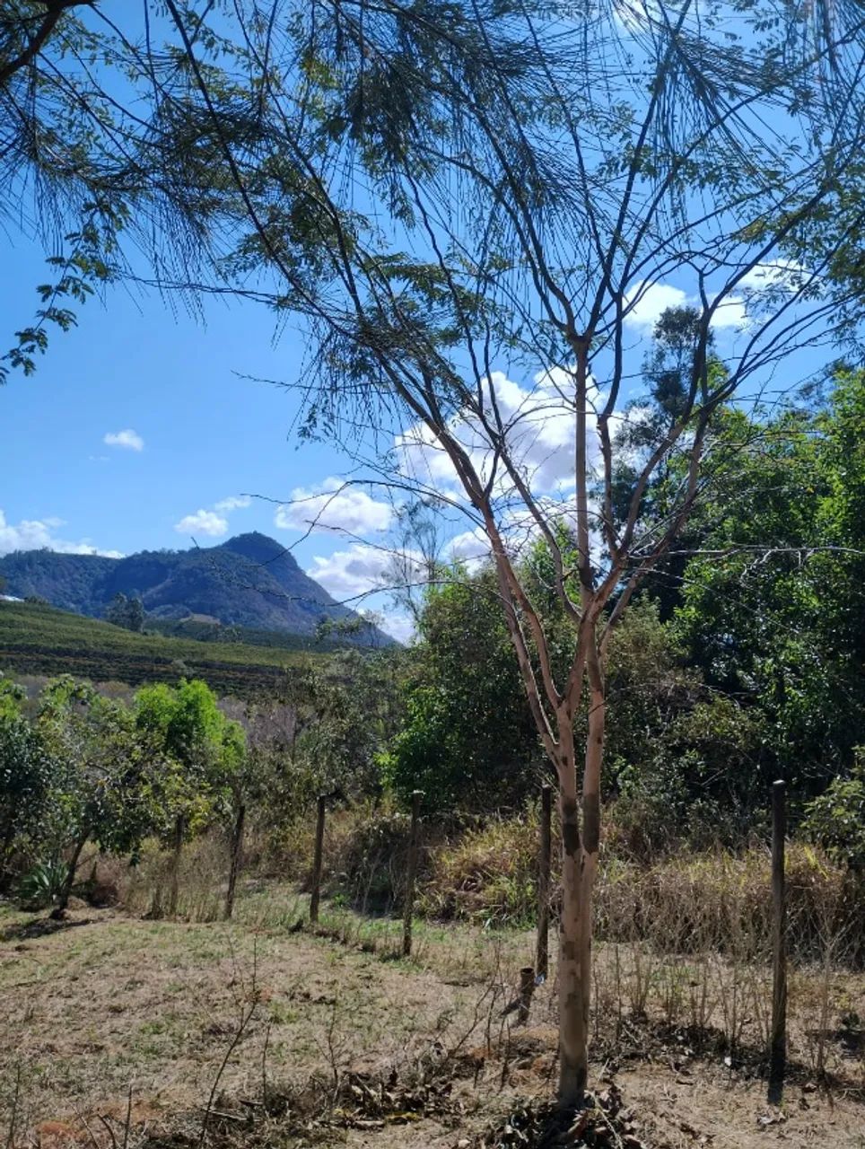 Vendo Chácara de 1000m2 em Pedro Palácio Ibiraçu ES  - Foto 3