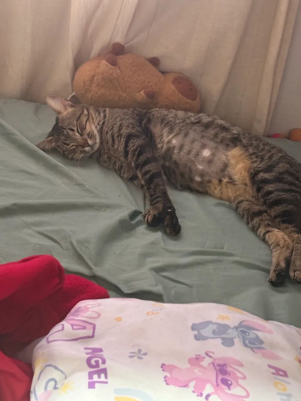 Gato