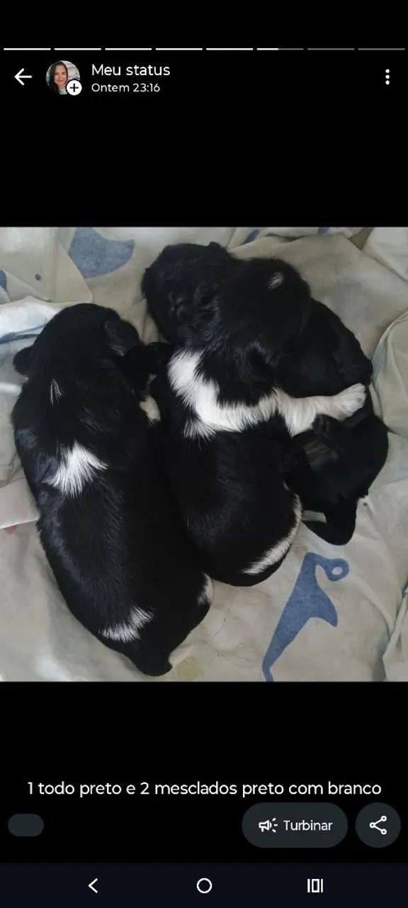 Filhotes de Shitzu  - Foto 4