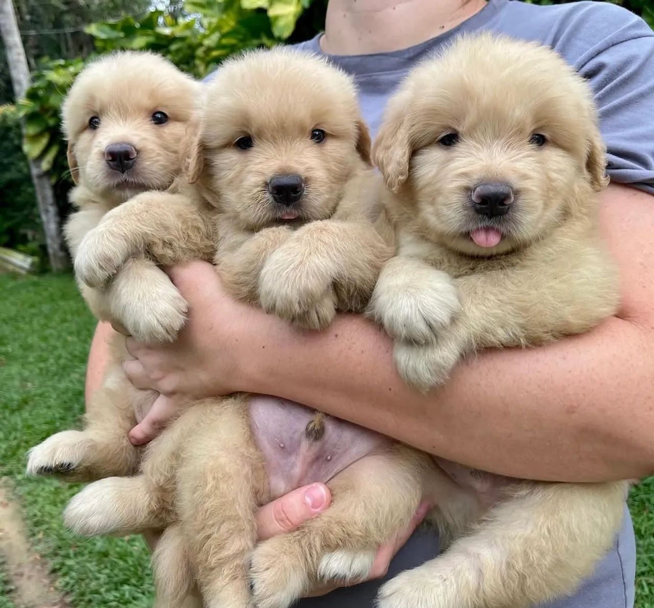 Golden com saúde e forte 