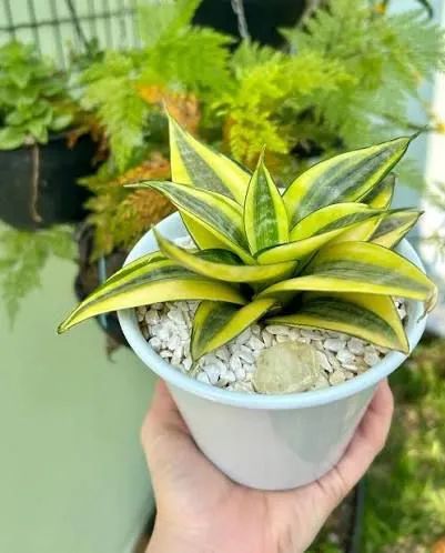Mini espada de São Jorge verde e amarela. - Foto 3