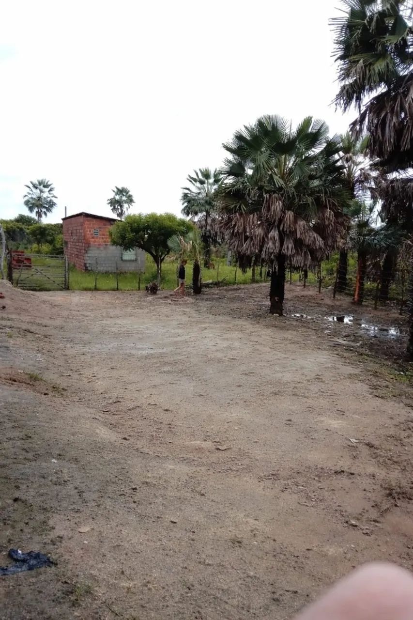 Foto - Caucaia - Toco (Jurema)