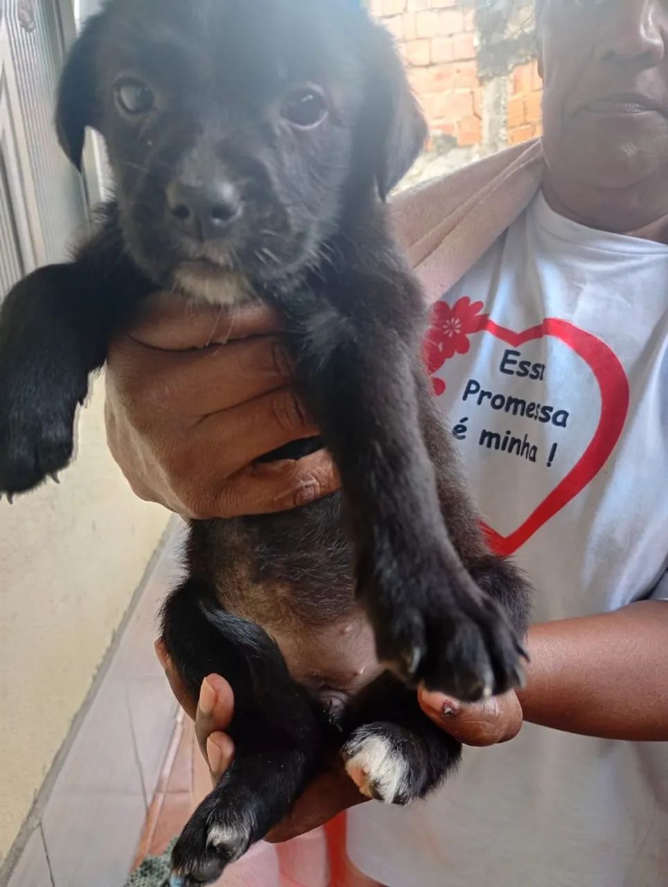 Estou doando esses cachorrinhos  - Foto 4
