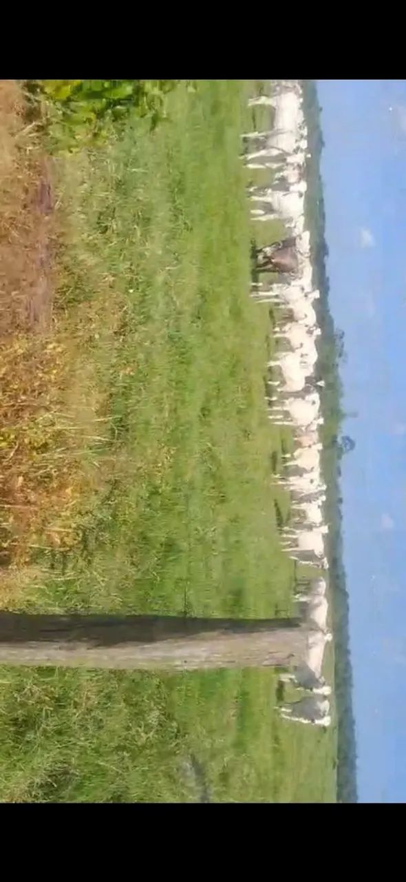 Fazenda a venda regiâo do pará 