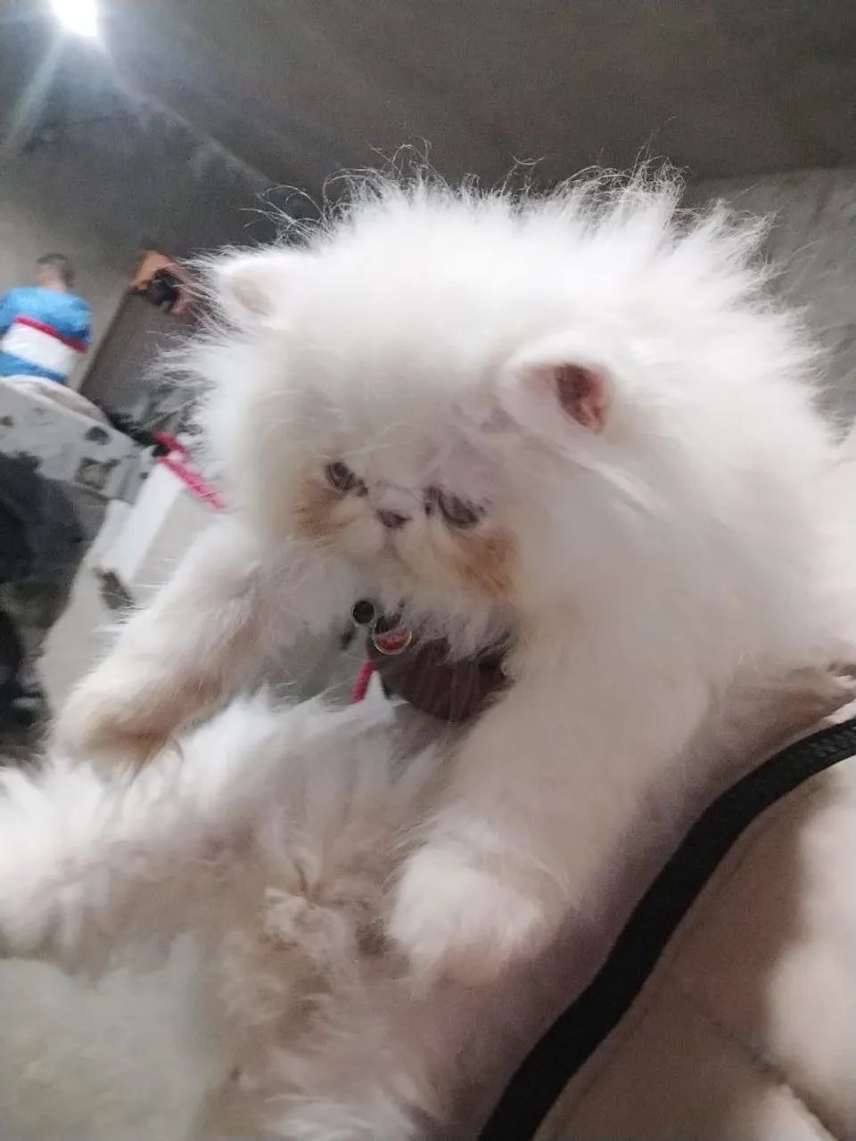 GATINHO PERSA FILHOTE BRANQUINHO