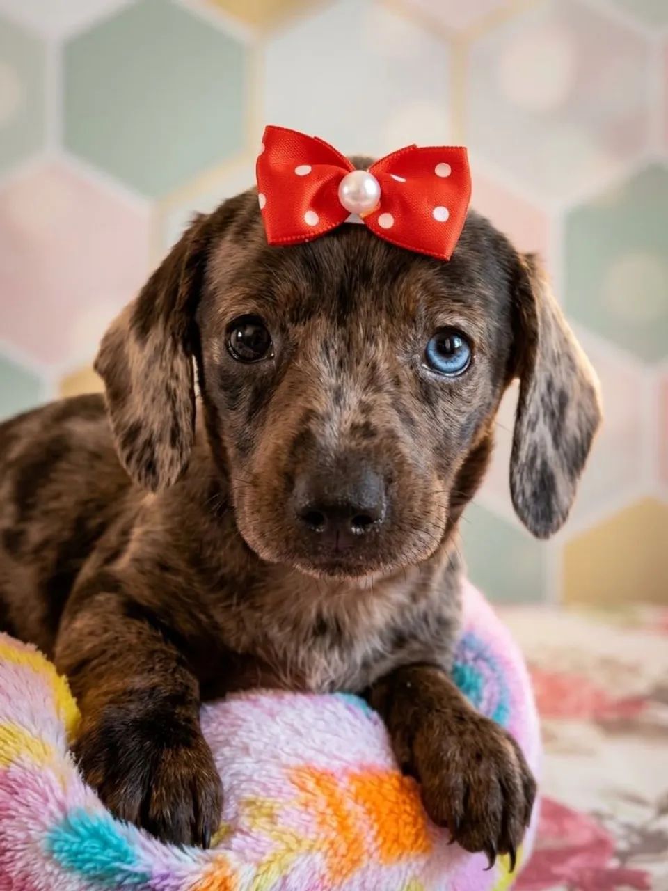 Basset Arlequim  - Foto 2
