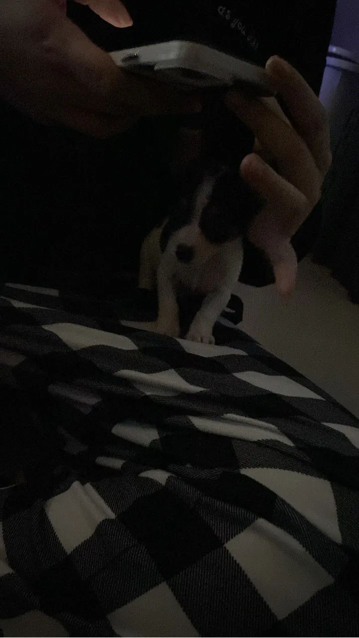 Pinscher zero 