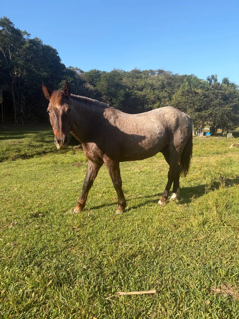 Cavalo criolo  - Foto 2