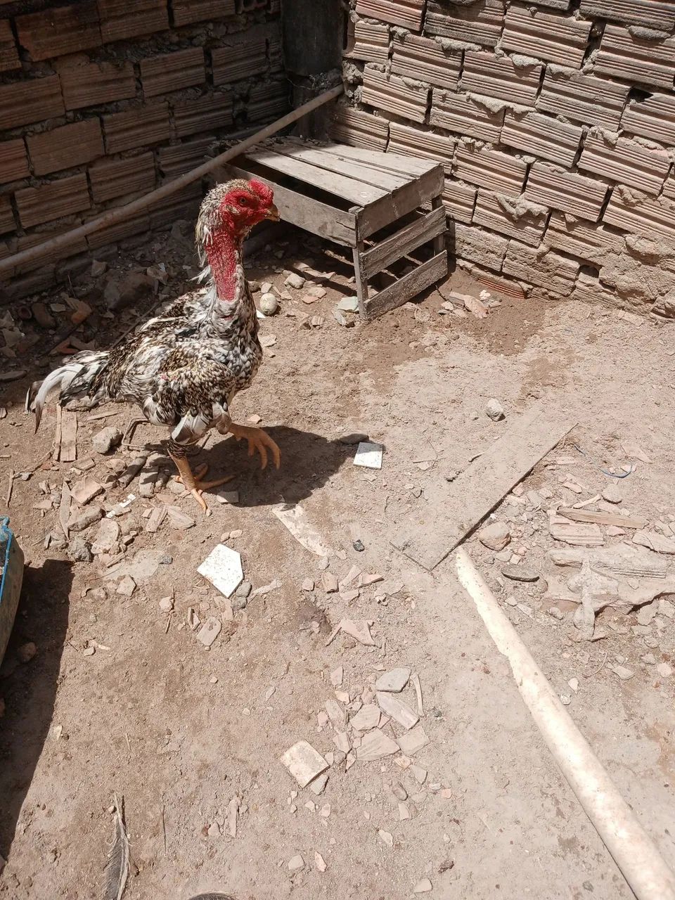 Galo  - Foto 3