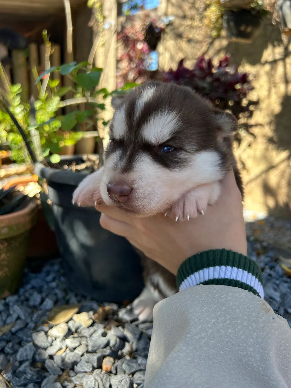 Husky Siberiano  - Foto 2