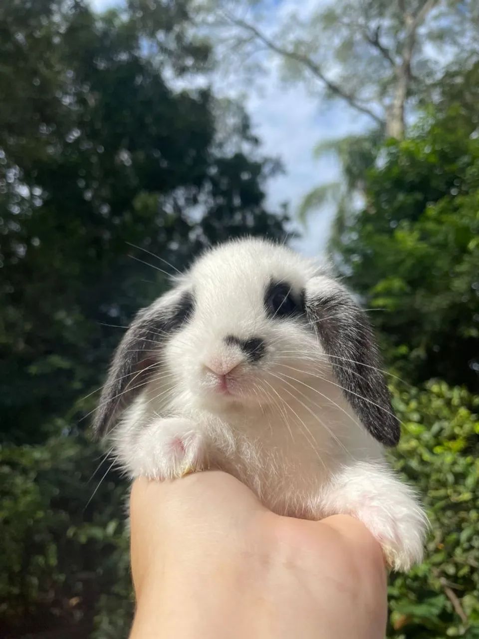 Lindo filhotes Mini coelhos páscoa  - Foto 6