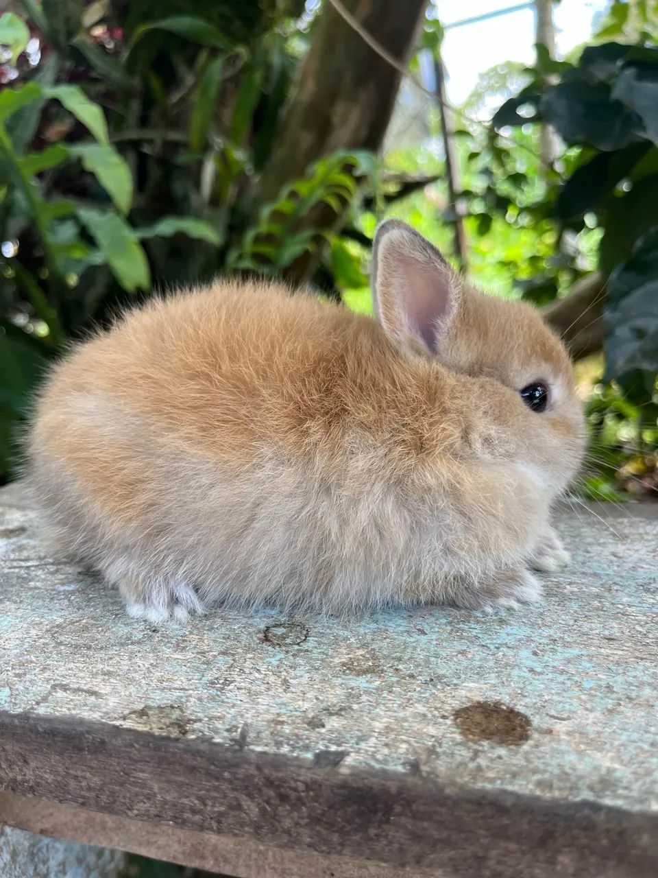 Mini coelho Netherland Padrão Pet  - Foto 5