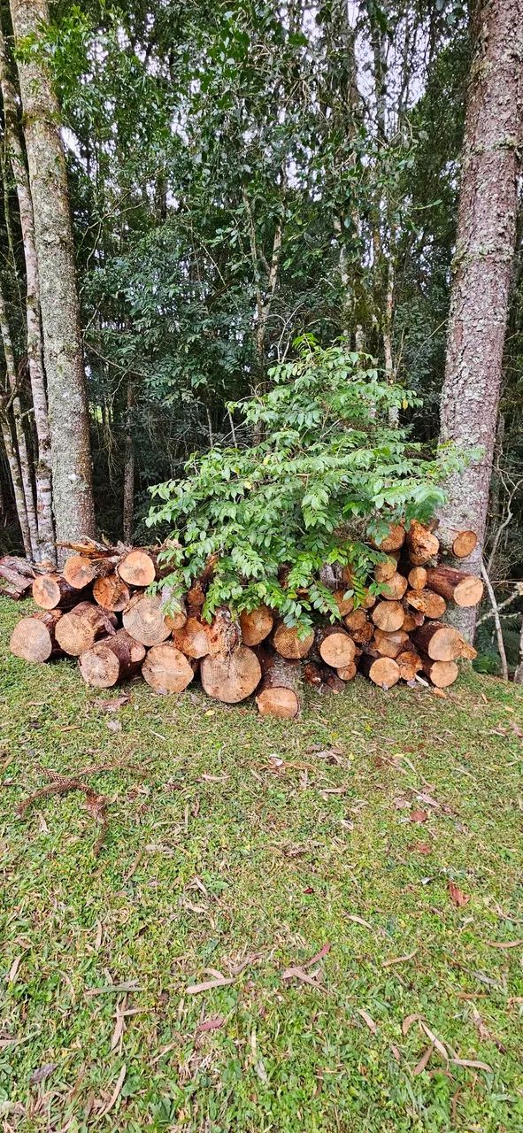 Lenha de eucalipto e pinus. Não entrego.