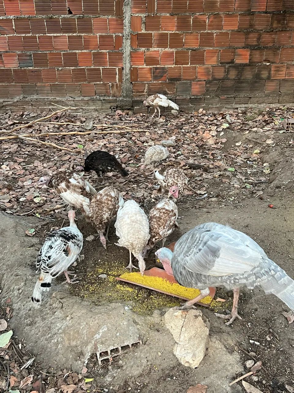 Peru novos 