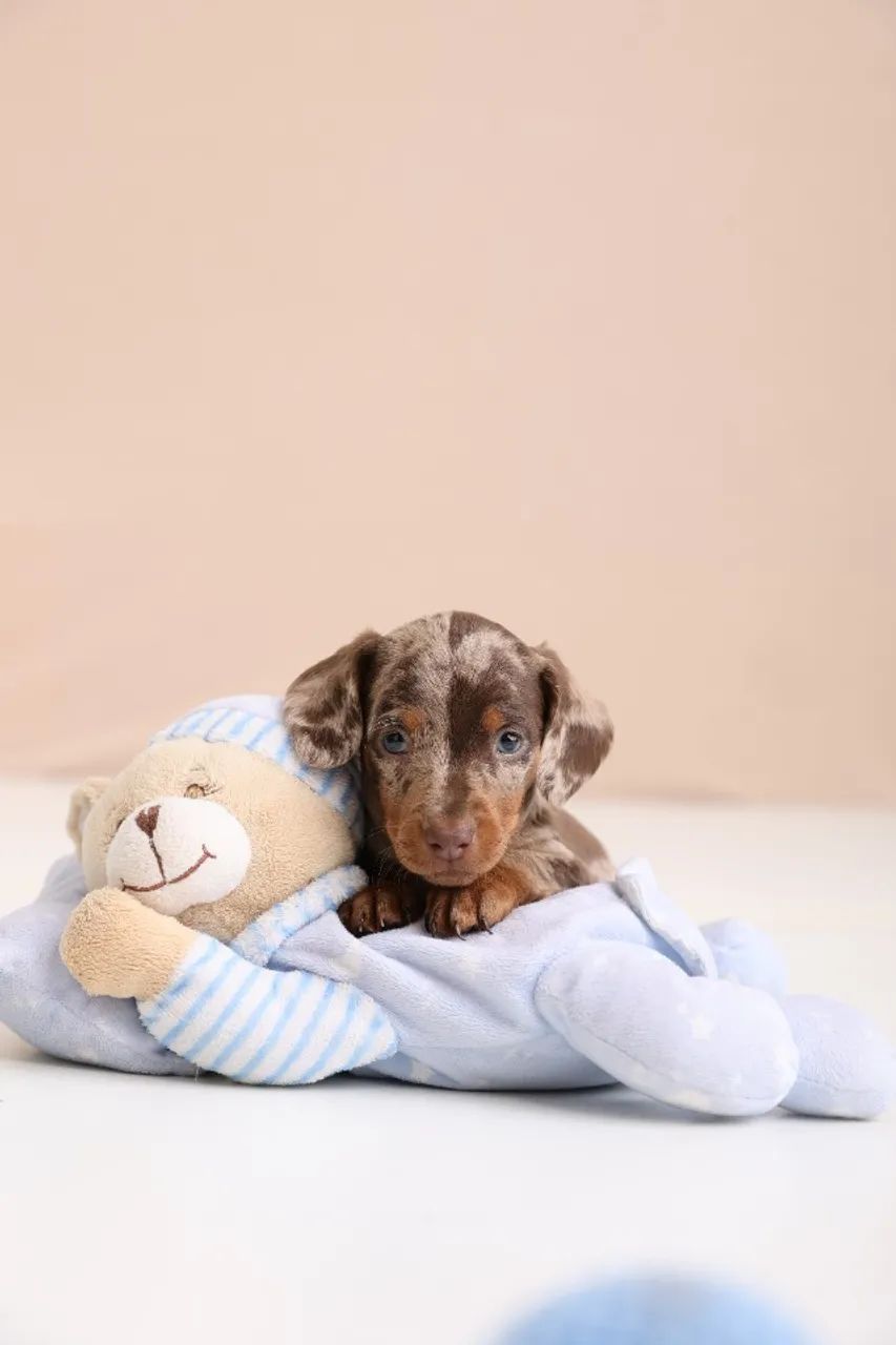 LINGUICINHA DACHSHUND BELÍSSIMO