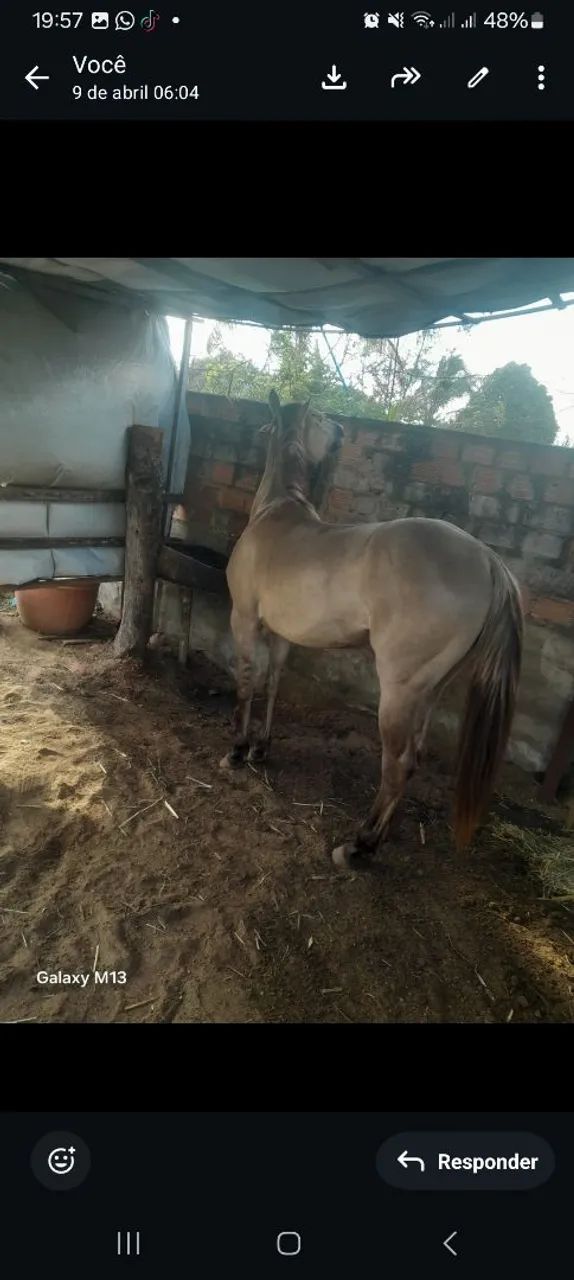 Porda bem mestiça de Quarto de Milha pra vender novinha sem muda nenhuma  - Foto 5