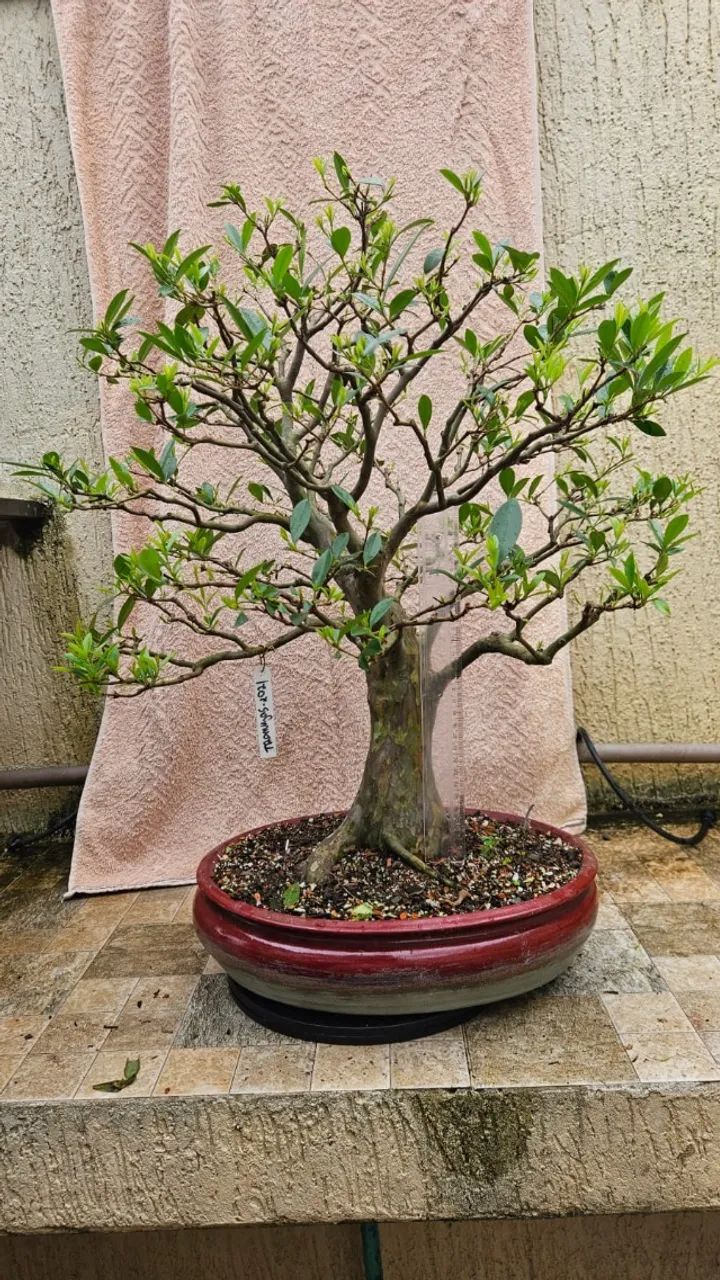 Bonsai Cereja Rio Grande Vaso Onodera - Jardinagem e Plantas