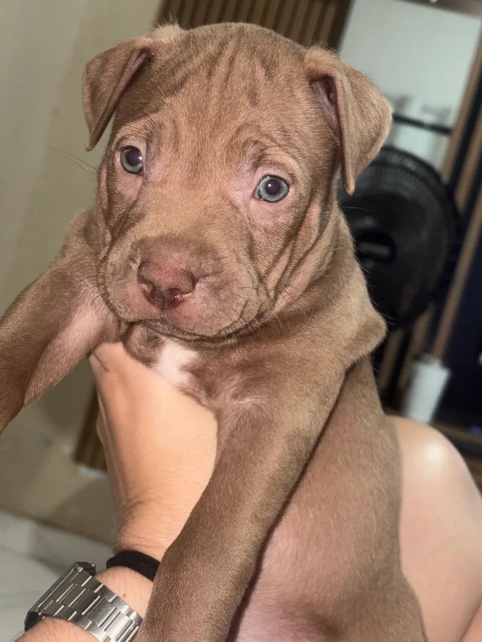 Pitbulls filhotes - Foto 4