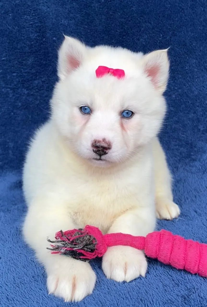 Husky Siberiano  - Foto 3
