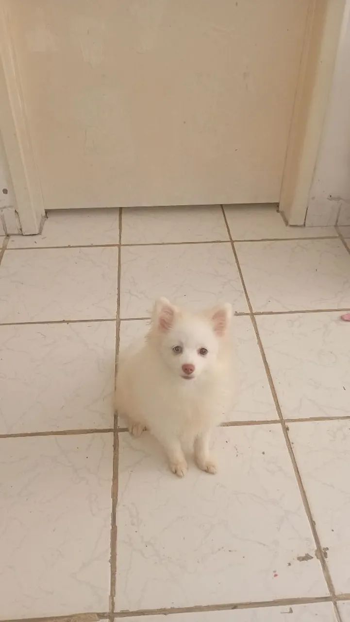 Spitz
