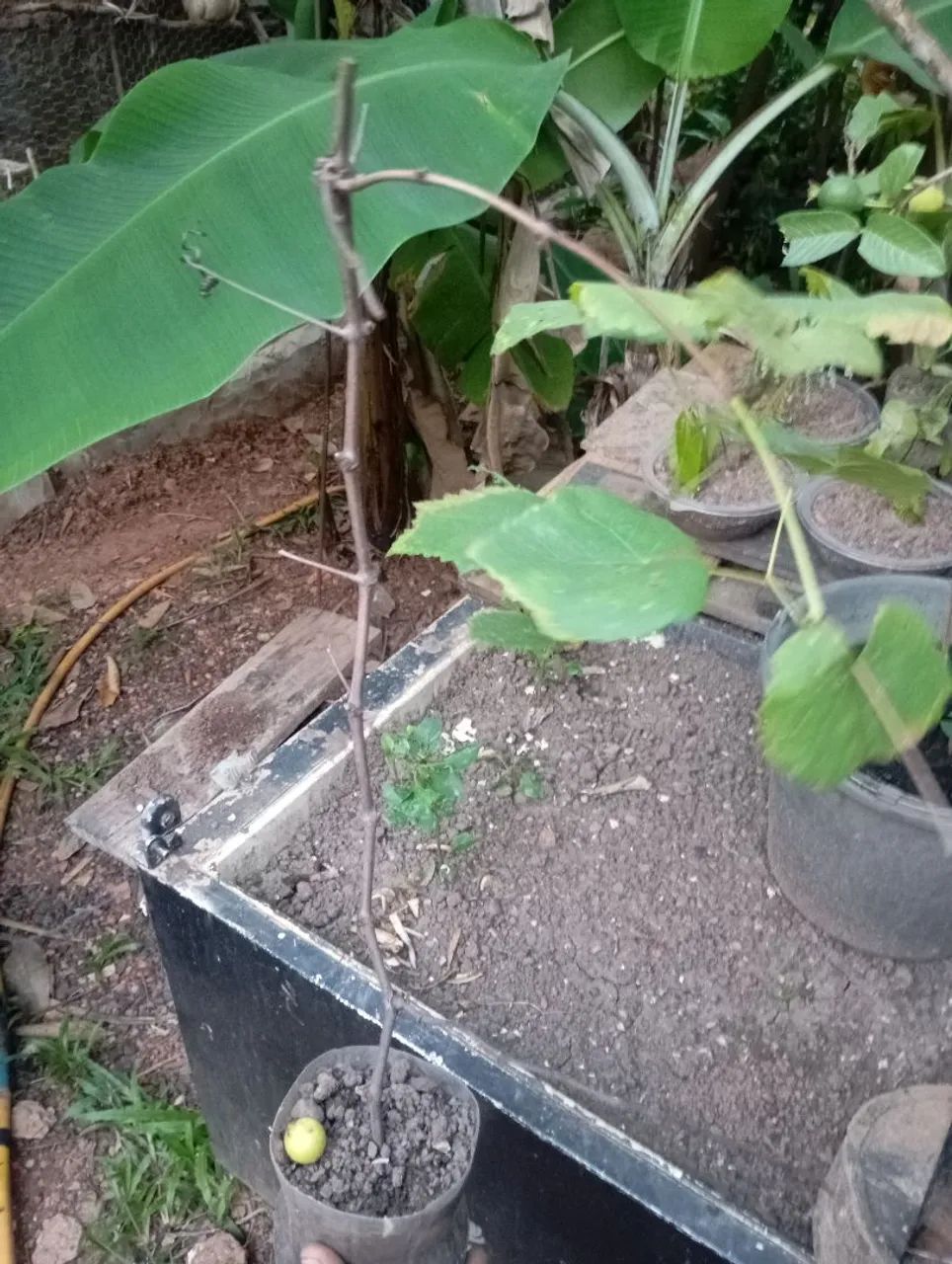 Mudas de plantas 