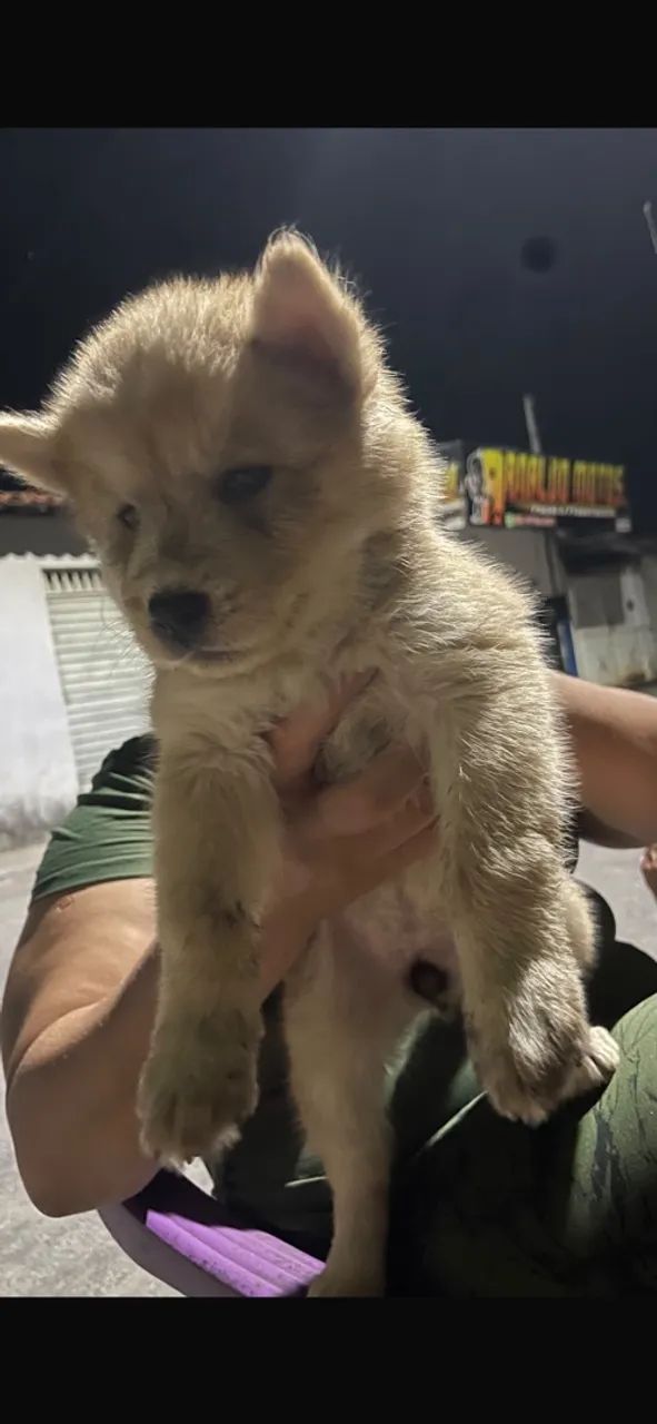 Animais  - Foto 2