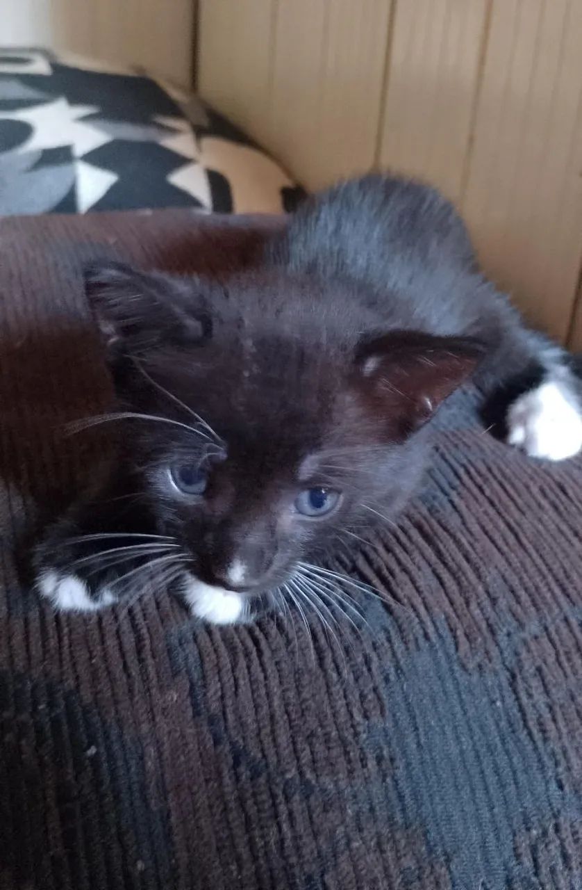 Doação de gatinho - Foto 5