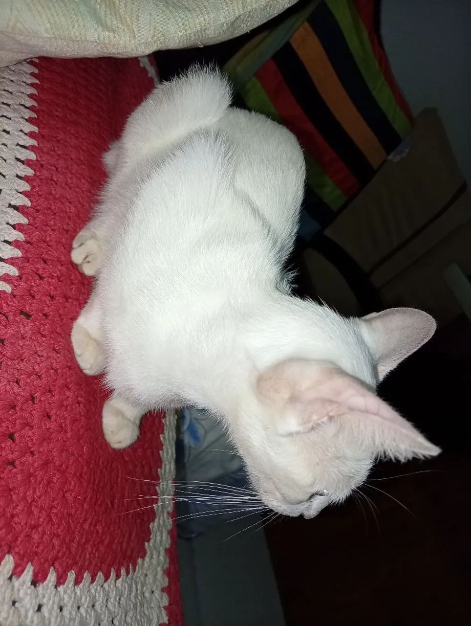 Gata  - Foto 3