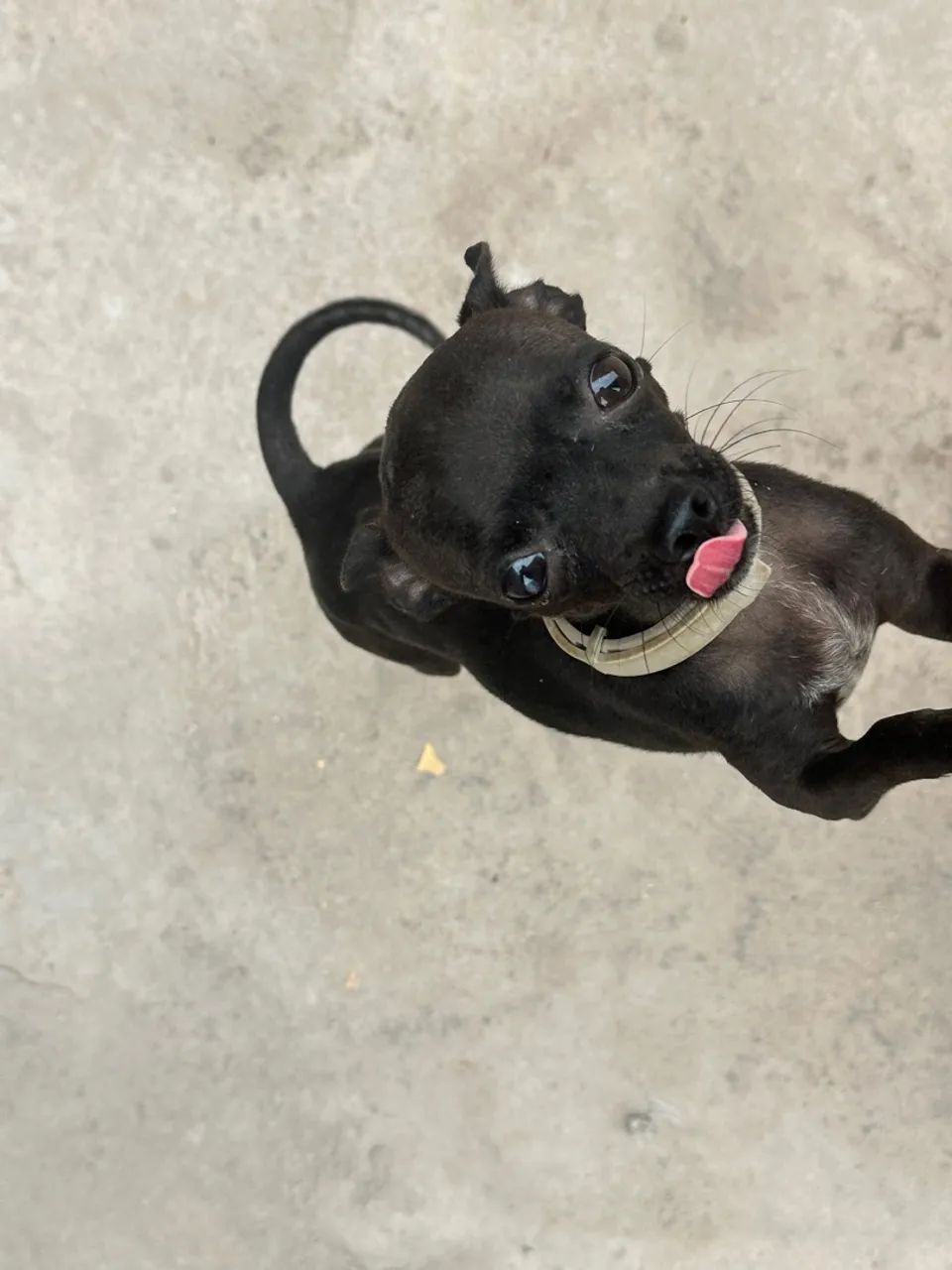 Pinscher 0 com 1 - Foto 3