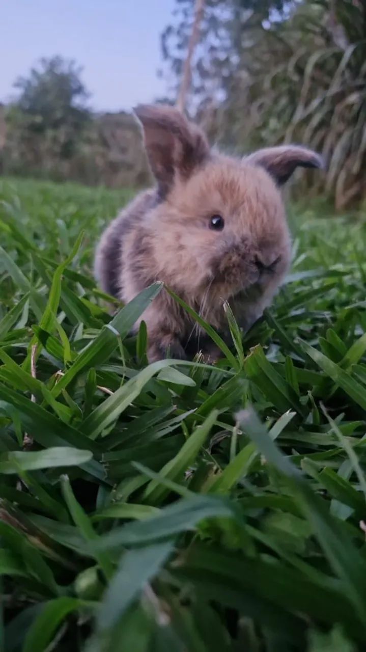 Mini coelhos.( raça mini lop) - Foto 3