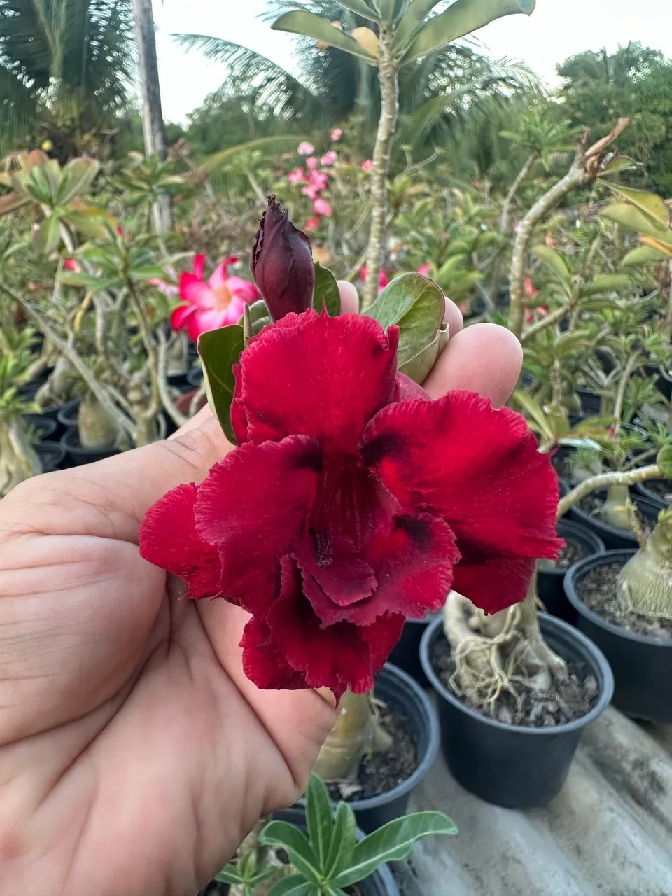 Rosa do deserto enxertada - Foto 2