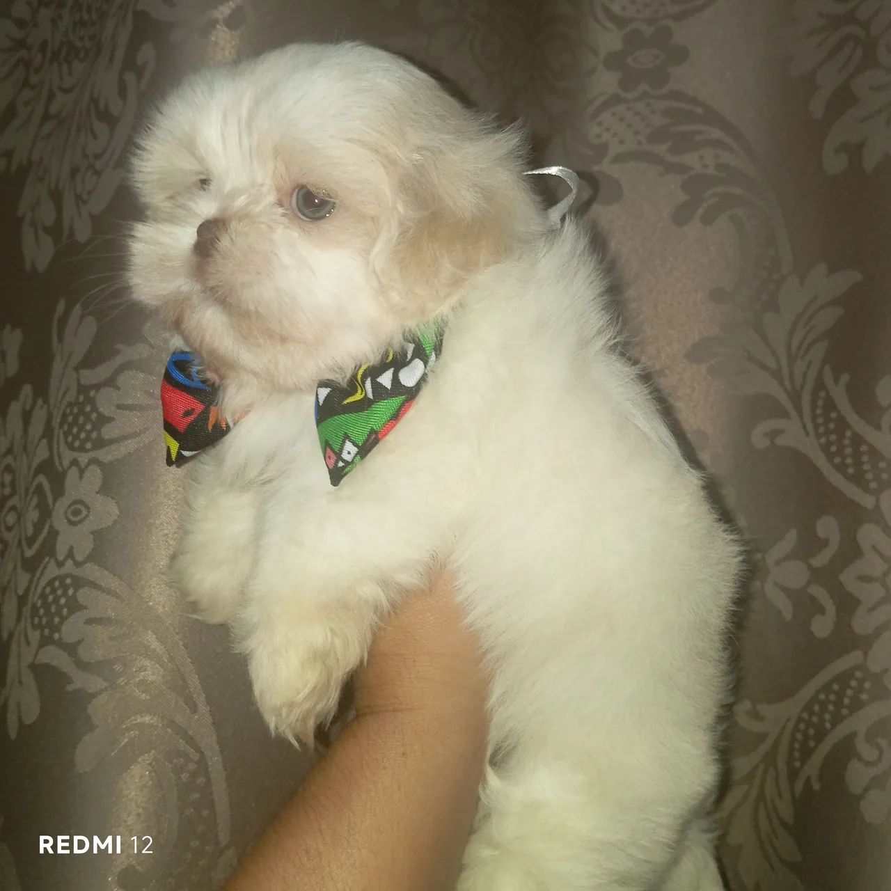 Shihtzu macho  - Foto 5