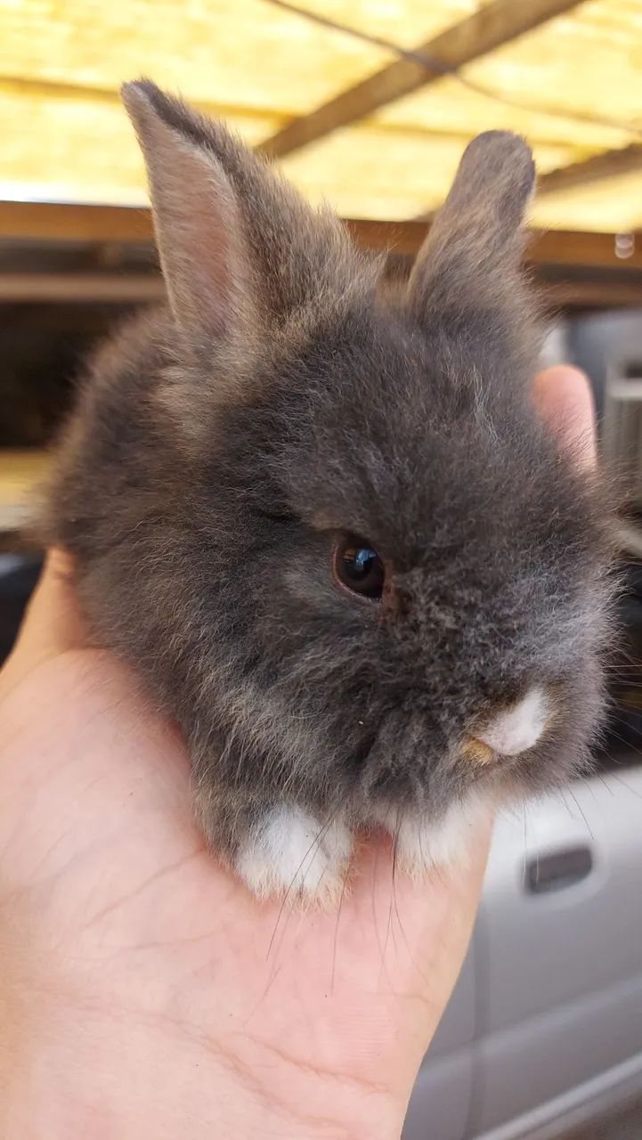 Mini Lionhead cores claras e escuras em Curitiba