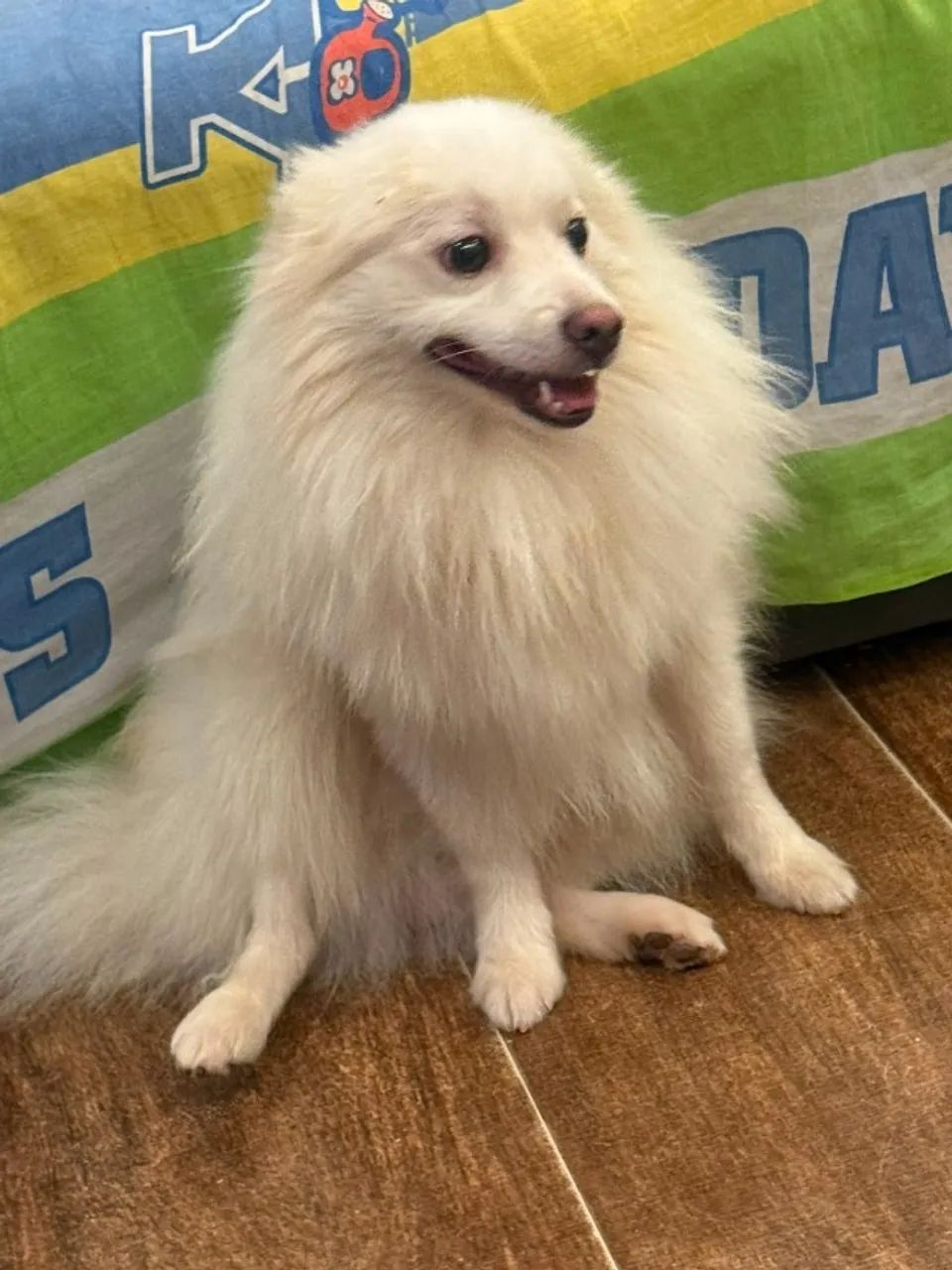 Lindo Spitz Alemão Macho! - Foto 3
