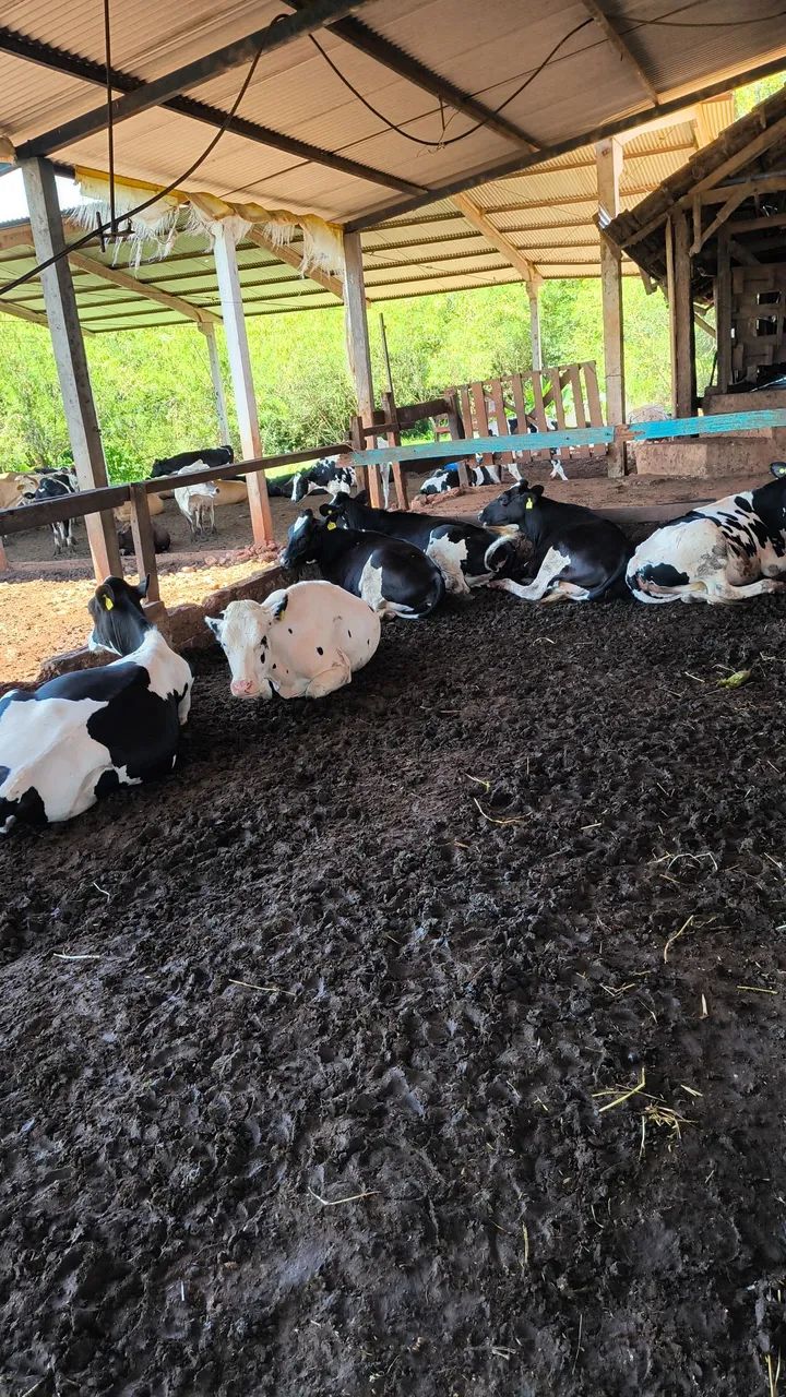 Vacas de leite e novilhas  - Foto 3