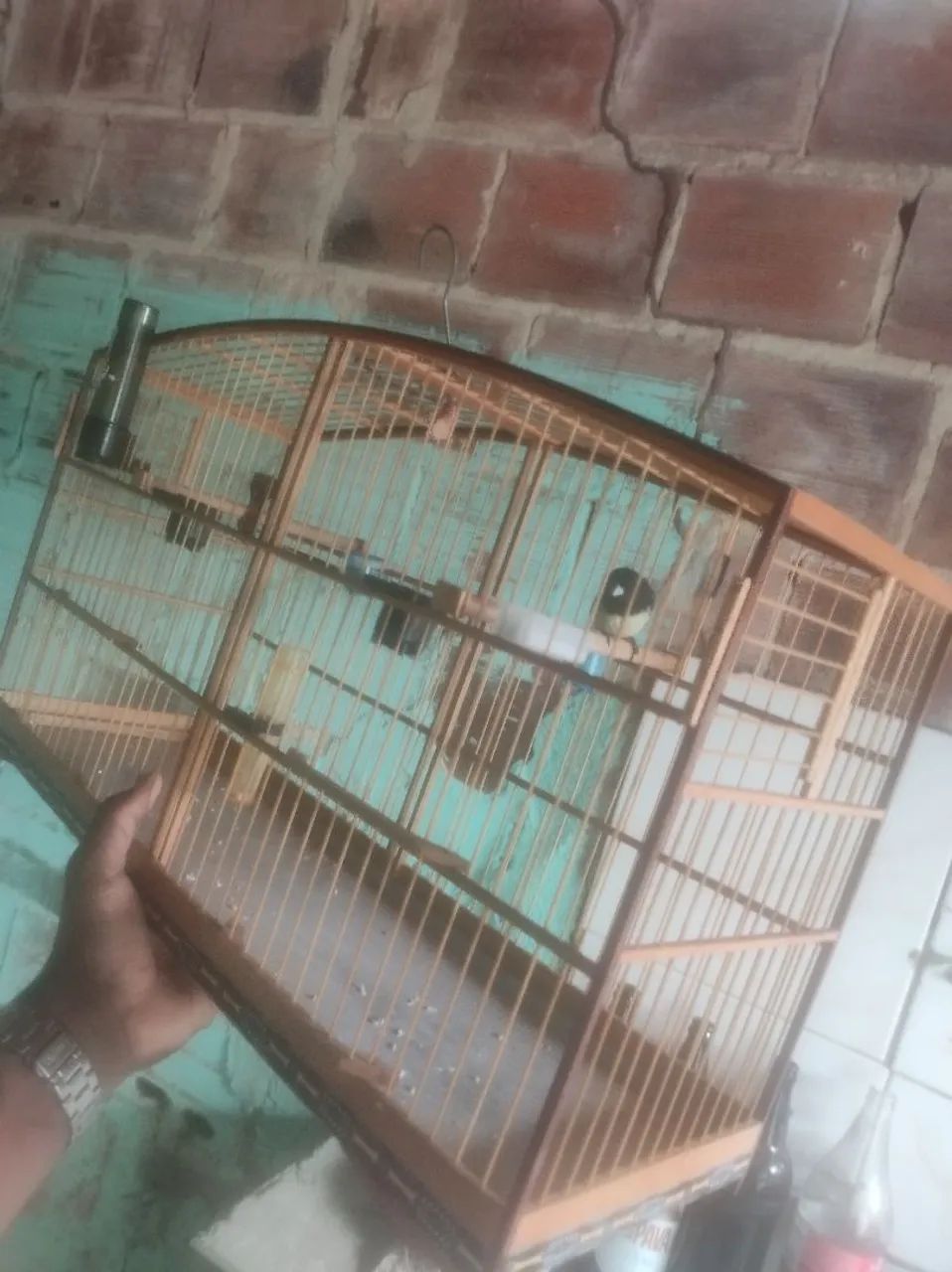 Gaiola  - Foto 3