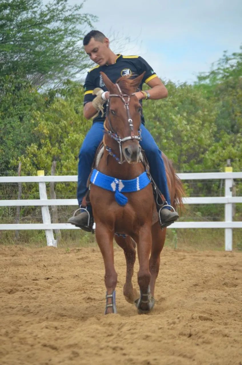 Cavalo 