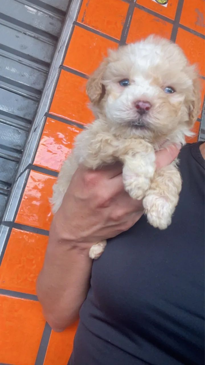 Poodle toy  - Foto 3