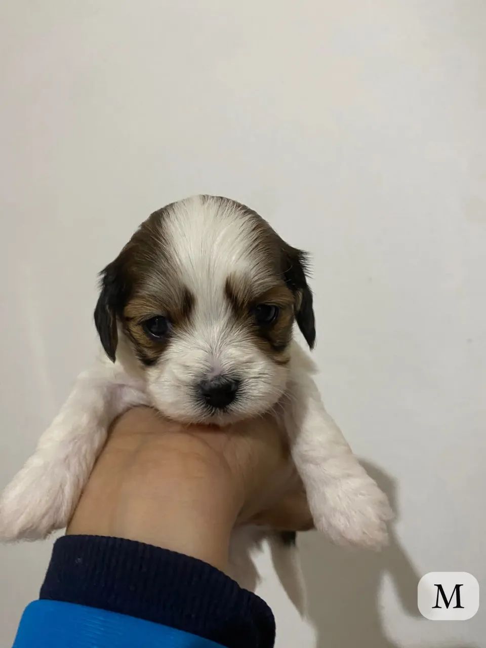 Lhasa apso 
