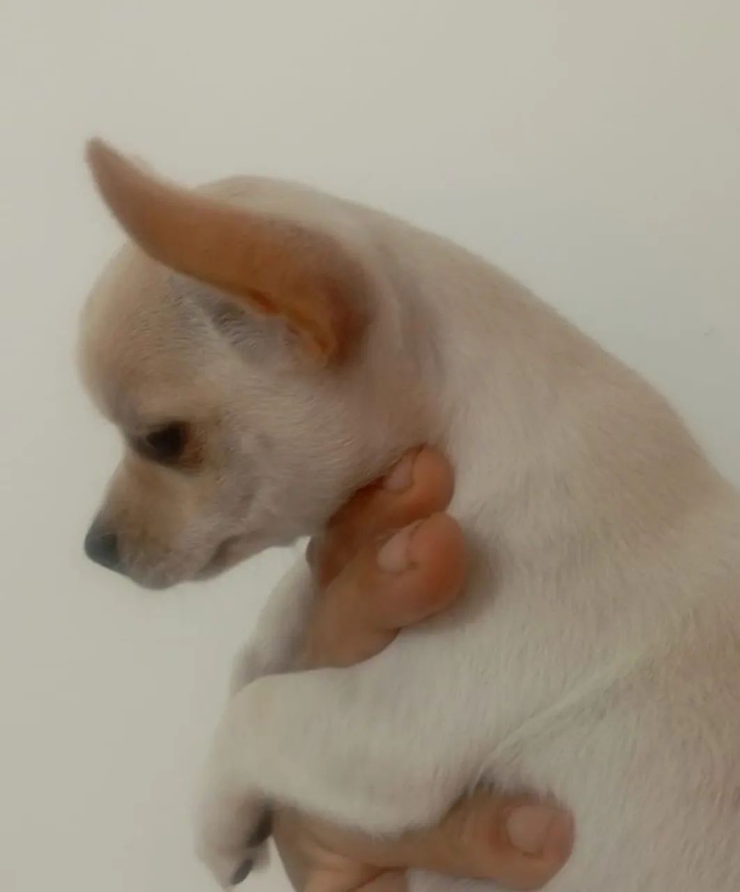 Chihuahua macho  - Foto 2
