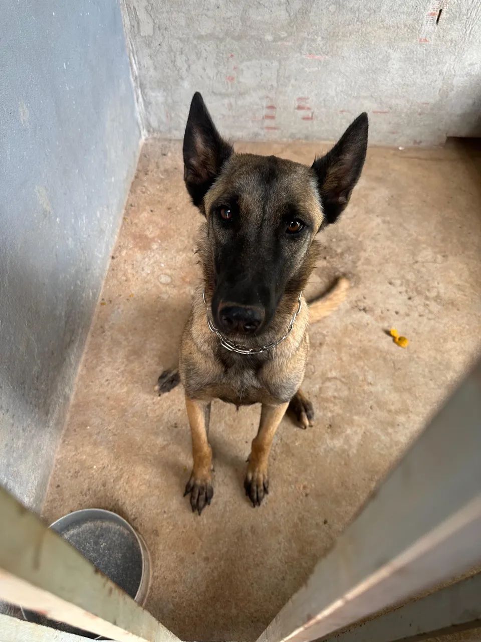 Pastor Belga Malinois - Foto 4
