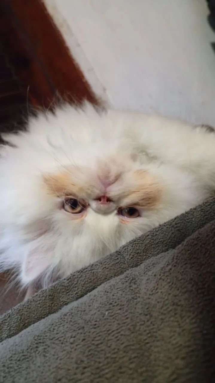 GATINHO PERSA FILHOTE BRANQUINHO - Foto 2