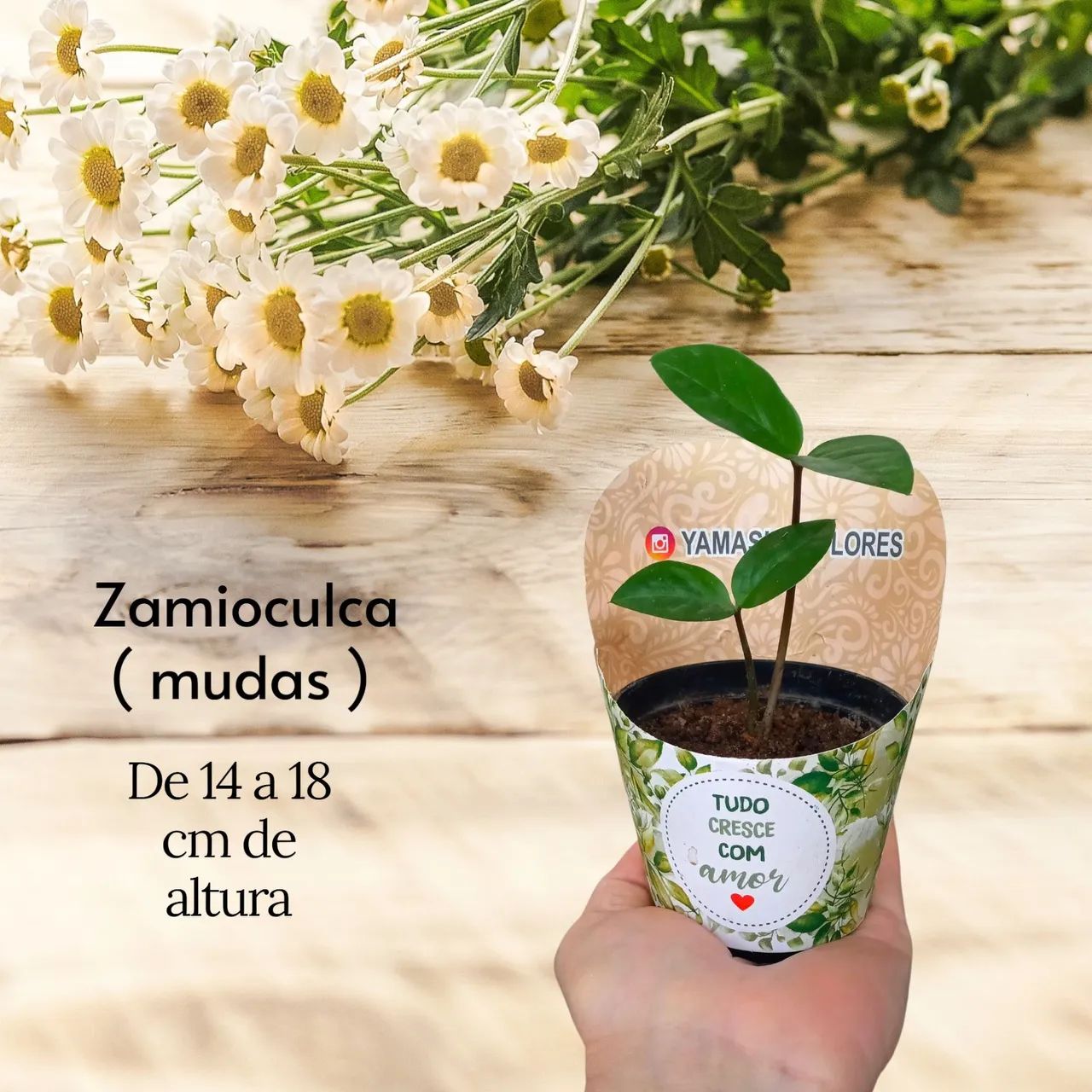 ZAMIOCULCA - Referência de Beleza e Sofisticação