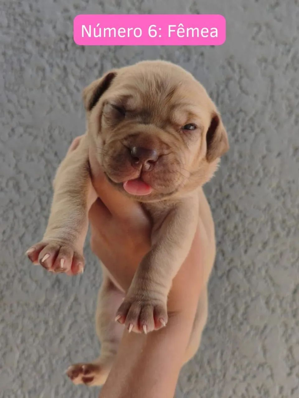 Cachorro Pit Monster - Foto 4