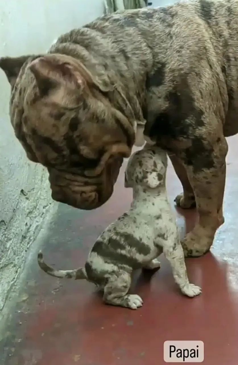 American bully exotic  - Foto 4