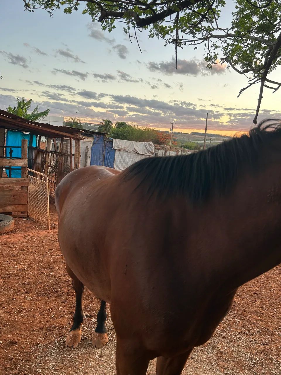 Cavalo meio sangue  - Foto 2