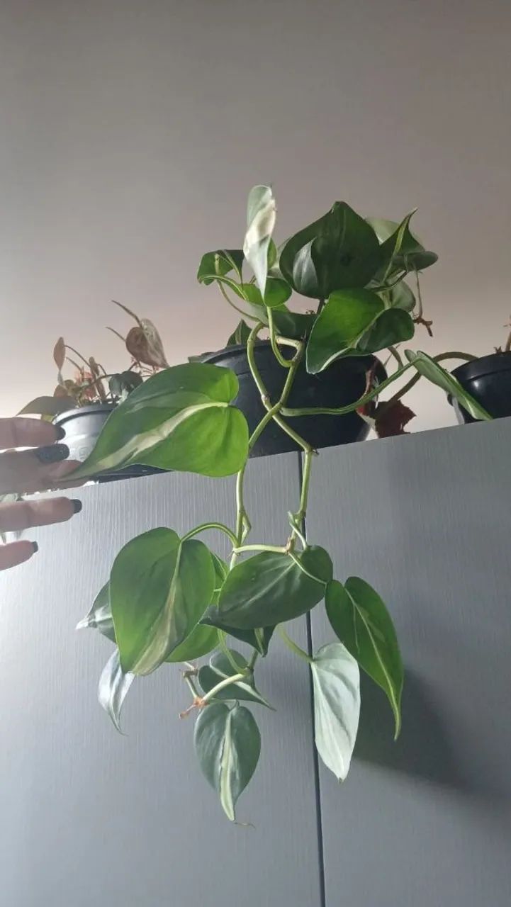 Plantas  - Foto 2