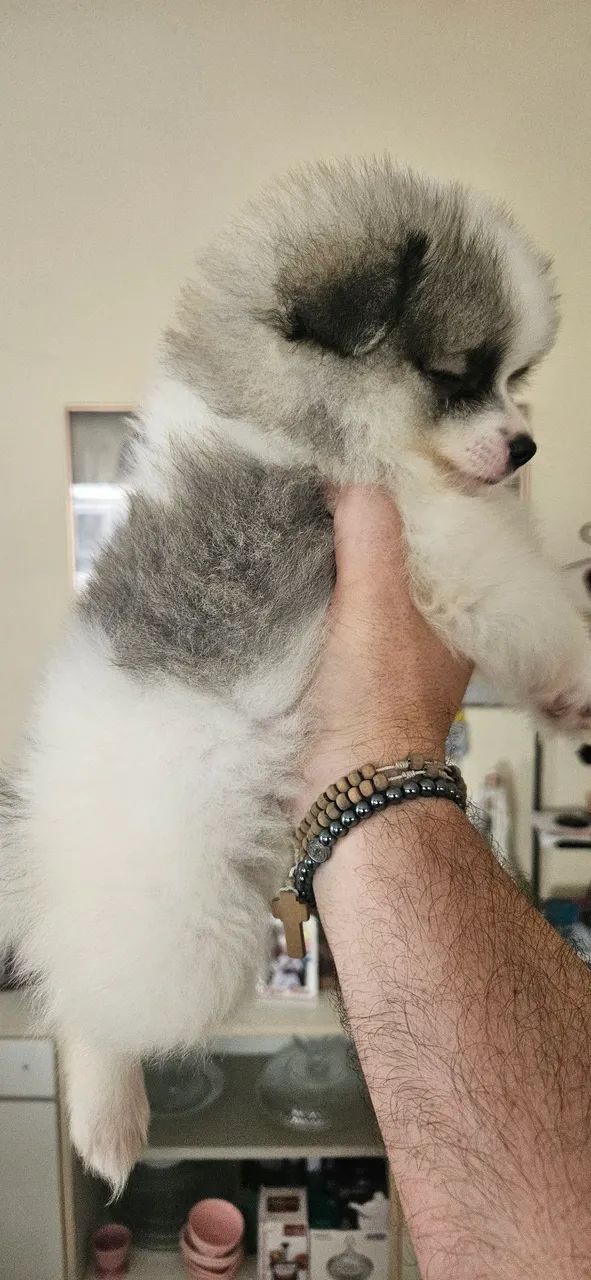Spitz Alemão  - Foto 2
