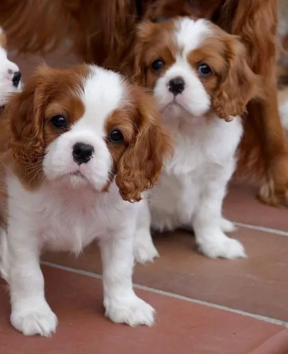 Filhotes de Cavalier King Charles 