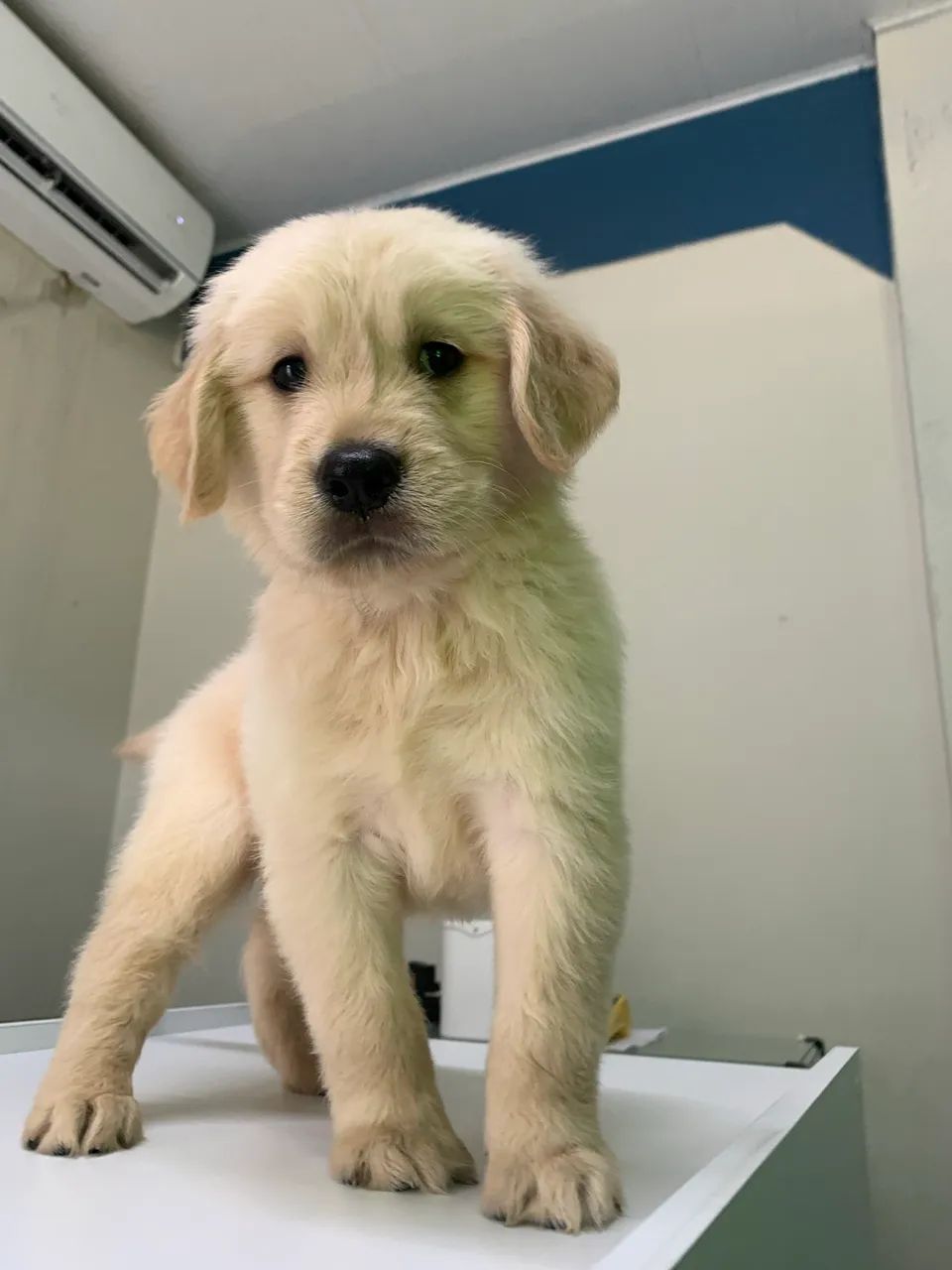 Golden Retriever - Foto 2